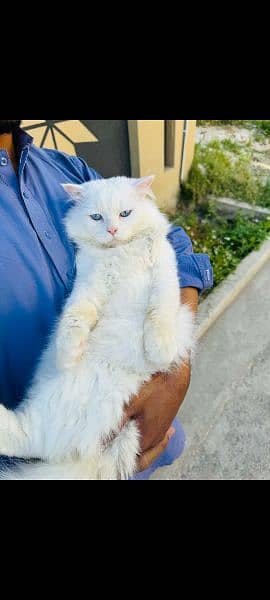 Persian Male Cat Triple Coat 3