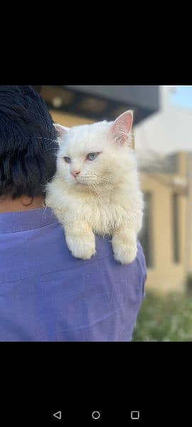 Persian Male Cat Triple Coat 4