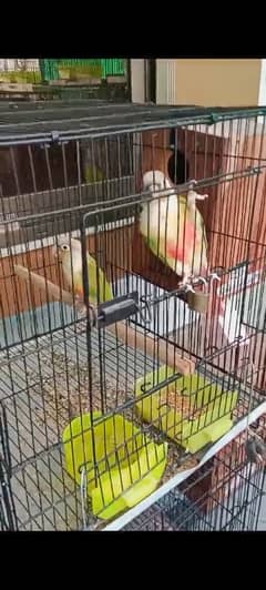 sale my parrot 100% breadar pair  need for money 0