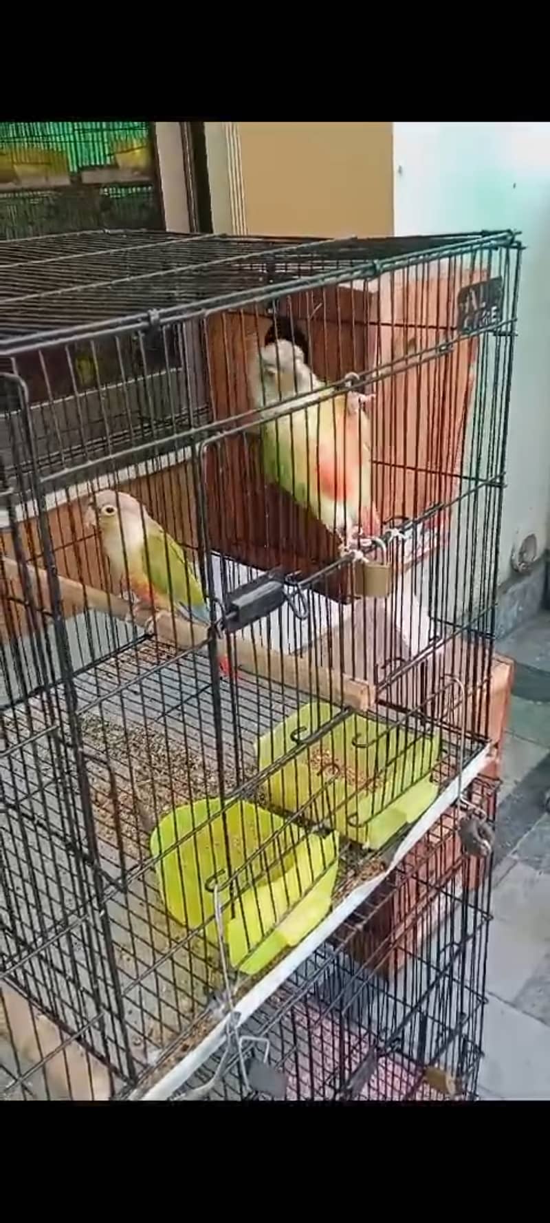 sale my parrot 100% breadar pair  need for money 1