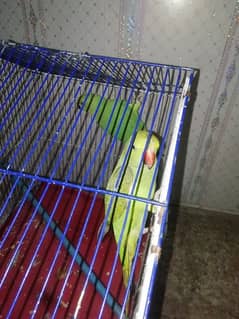 Green parrots pairs for sale