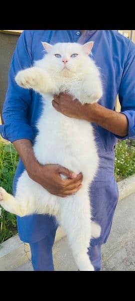 Persian Male Cat Triple Coat 5