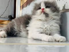 ALi PET SHOP Persian kittens and cats available 03250992331 Whatsapp
