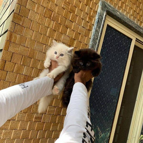 Persian kittens and cats available 03250992331 Whatsapp 1