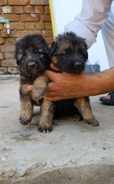 Russian and German puppies for sale 2