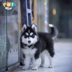 Siberian Husky Devil Eyed | Husky Pair | Husky Dog Wooly Coat