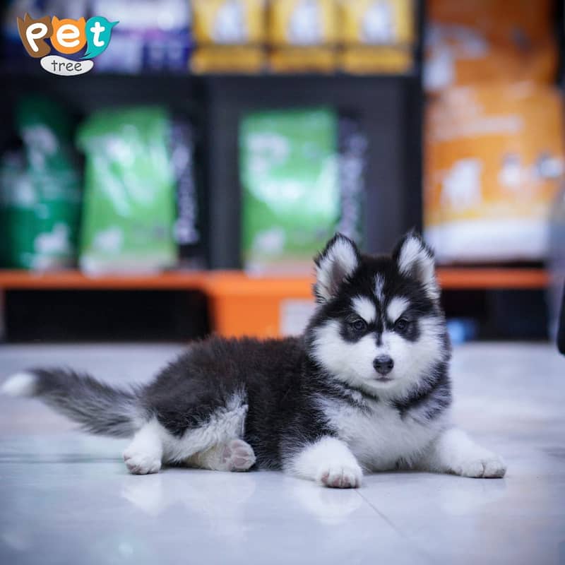 Siberian Husky Devil Eyed | Husky Pair | Husky Dog Wooly Coat - Dogs ...