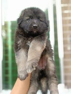 GERMAN SHEPHERD PUPPIES AND ADULT FOR SALE JET BLACK AND BLACK AND