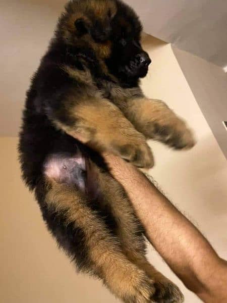 German shepherd puppies available for sale 1