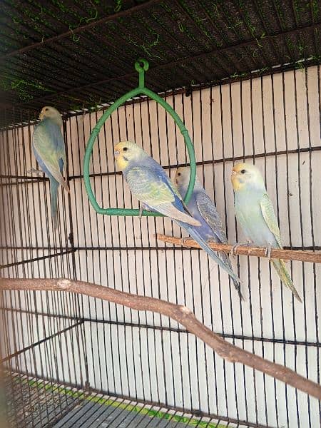 budgies and cages 3