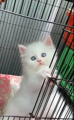 cat for sale female Whatsapp number 03267720525