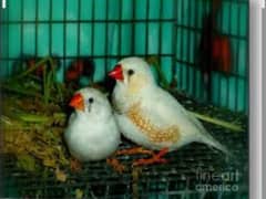Zebra finch 4 pairs for sale