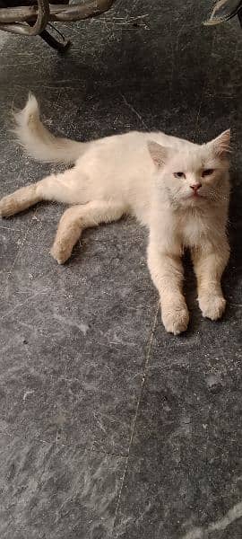 male parsian cat 4