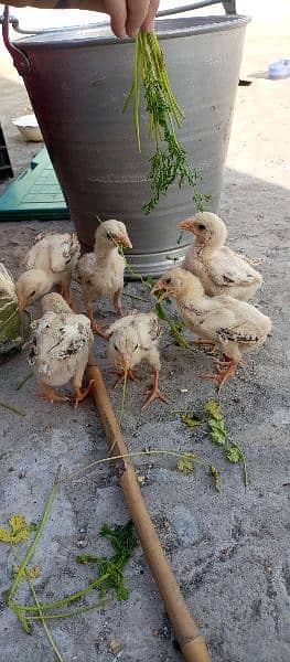Aseel, Desi and Misri chicks. Home grown on Organic feed. 1