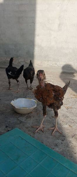 Aseel, Desi and Misri chicks. Home grown on Organic feed. 2