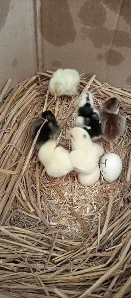 Aseel, Desi and Misri chicks. Home grown on Organic feed. 4