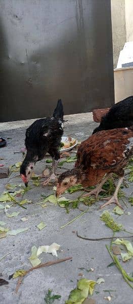 Aseel, Desi and Misri chicks. Home grown on Organic feed. 9