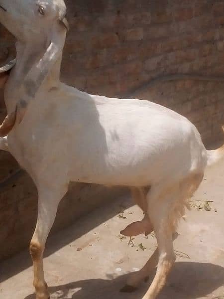 Pure Rajanpuri goat bakri 0