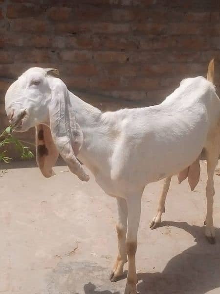 Pure Rajanpuri goat bakri 2