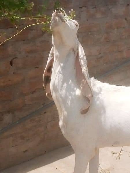 Pure Rajanpuri goat bakri 3