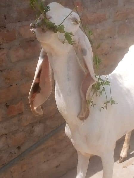 Pure Rajanpuri goat bakri 5