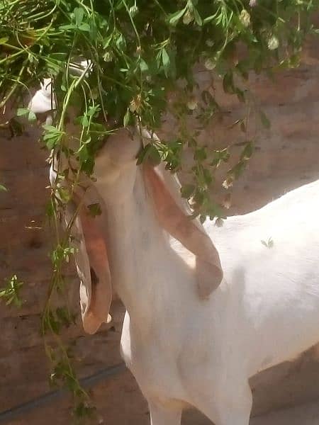Pure Rajanpuri goat bakri 7