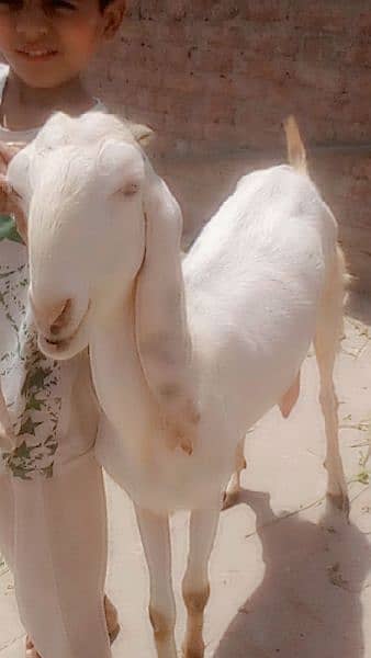 Pure Rajanpuri goat bakri 8