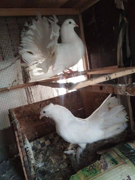 Big Cage With Lakha Kabooter (indian faintail) Breeding Pair 1