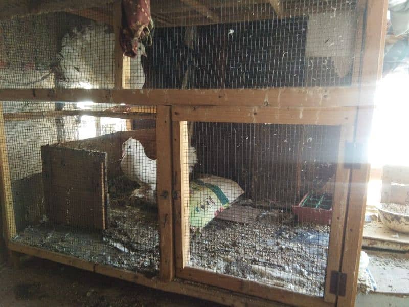 Big Cage With Lakha Kabooter (indian faintail) Breeding Pair 4