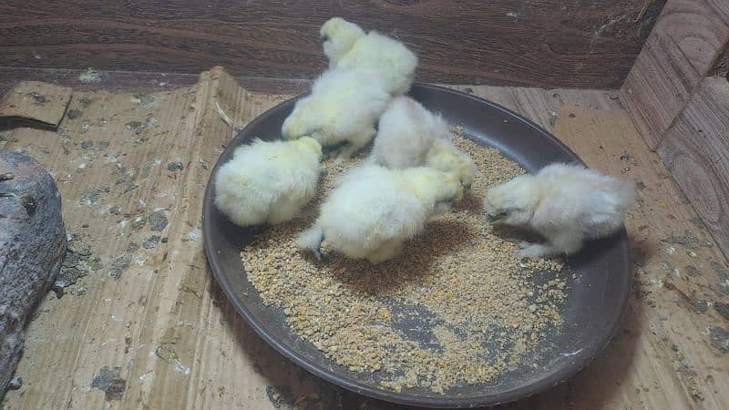 White silky chicks. 1