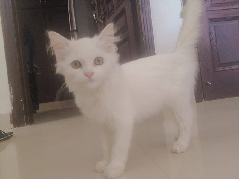 White Hazel Eyes Persian Cat 1