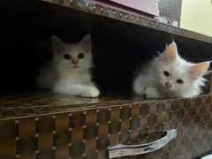 white persian kitten pair