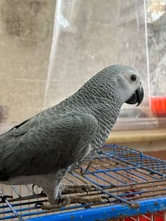 jumbo congo size grey parrot chicks