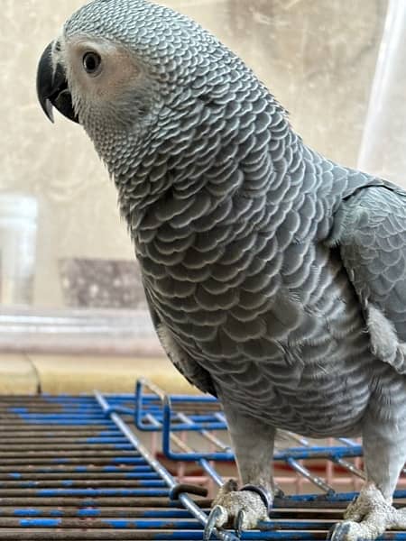 jumbo congo size grey parrot chicks 1