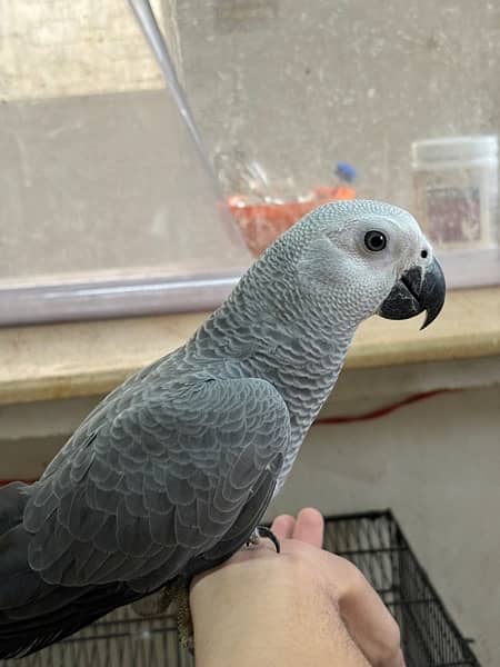 jumbo congo size grey parrot chicks 3
