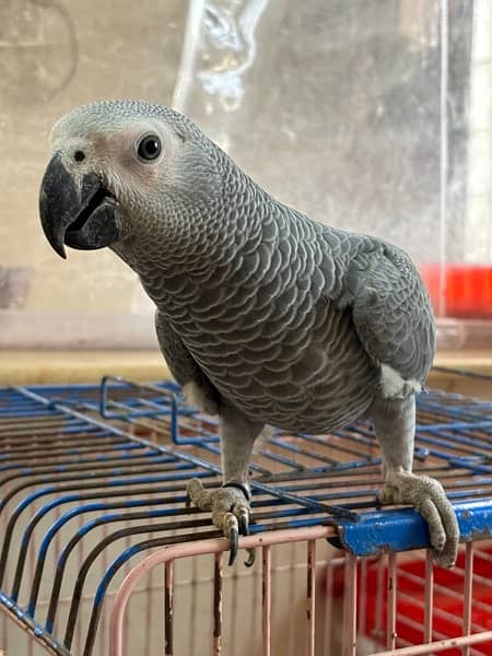 jumbo congo size grey parrot chicks 14