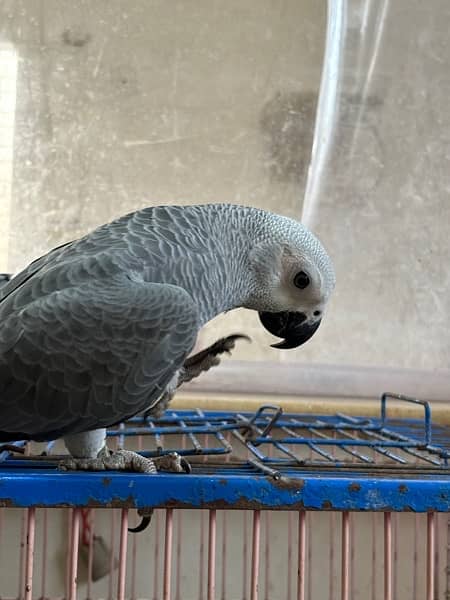 jumbo congo size grey parrot chicks 16