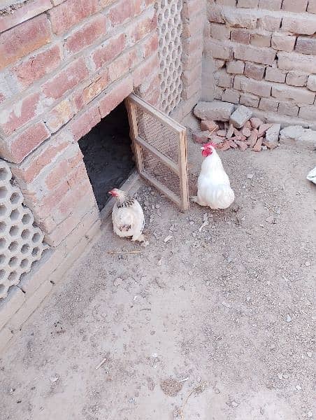 bentum pair for sale egg or chicke and cage be Available ha 8
