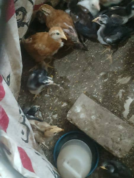 bentum pair for sale egg or chicke and cage be Available ha 14