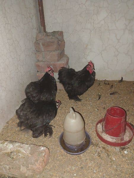 bentum pair for sale egg or chicke and cage be Available ha 15