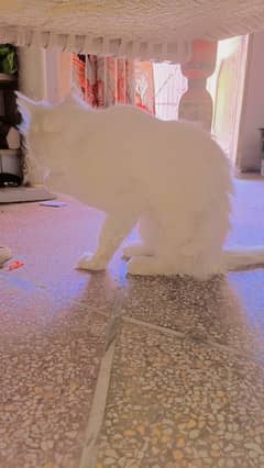 A Persian male cate 0