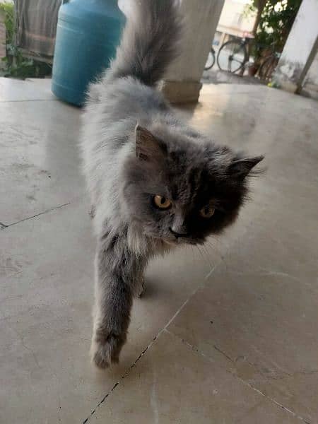 Persian cat 2