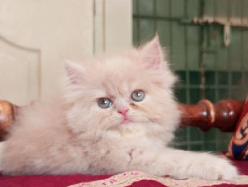 Persian Ex punch female kitten 2