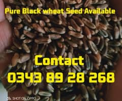 RICE SEED 1847 Black Wheat Seed super crop Indian seed 0