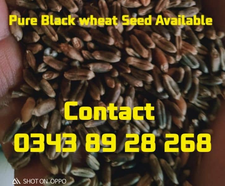 RICE SEED 1847 Black Wheat Seed super crop Indian seed 0