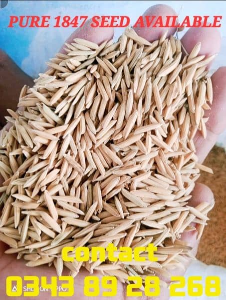 RICE SEED 1847 Black Wheat Seed super crop Indian seed 1