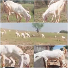 Healthy rajanpuri Goats 35kg -50kg