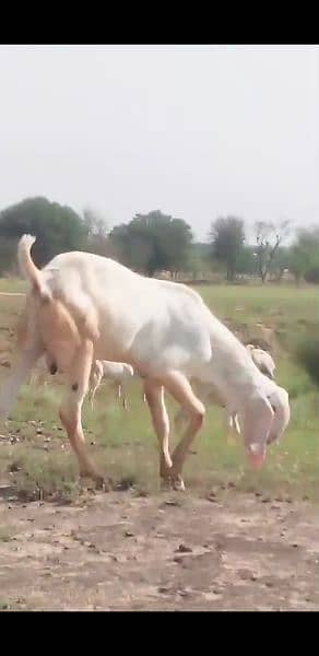 Healthy rajanpuri Goats 35kg -50kg 2