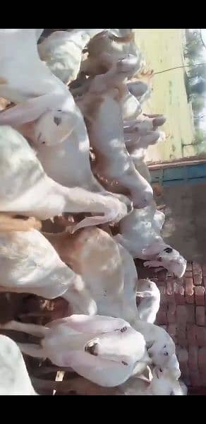 Healthy rajanpuri Goats 35kg -50kg 4