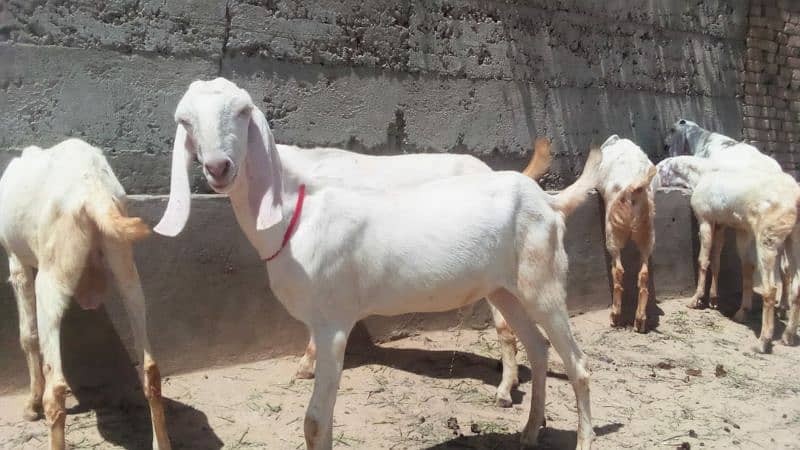 Healthy rajanpuri Goats 35kg -50kg 5